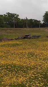 The Flowers of the Field